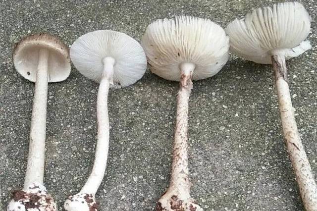 湖南5人因野生蘑菇死亡 已有152人发病!这些人最易中招