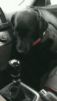 搞笑GIF:八哥:好濃烈的味道,蓋住,蓋住
