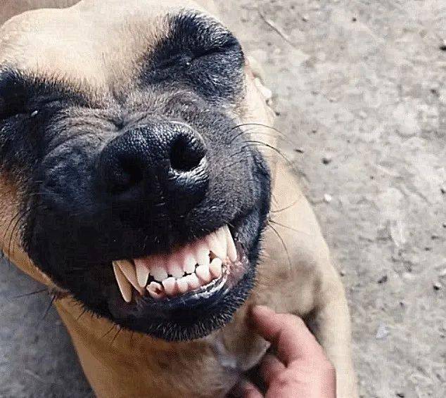 事后,主人把自家狗狗微笑得照片传到网络后,有网友称:狗狗就是那么