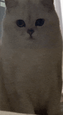 专属猫咪控 这里都是喵星人 @amy是只猫 一看这小