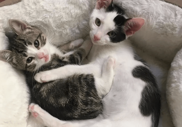 猫咪猫奴萌宠天地