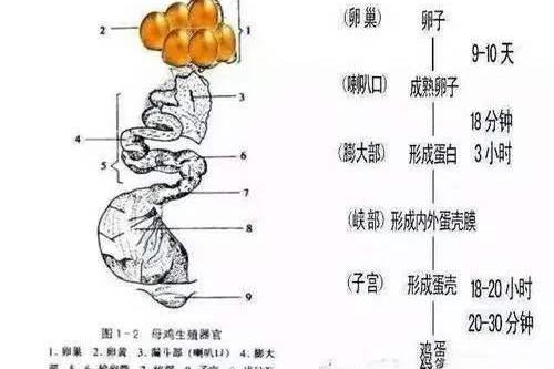 如何控制蛋鸡输卵管炎症?