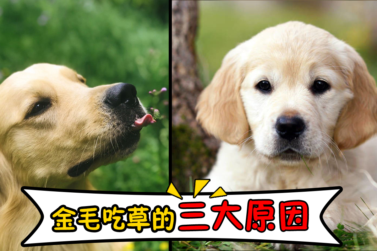 金毛喜欢吃草有这三大原因主人你都知道吗
