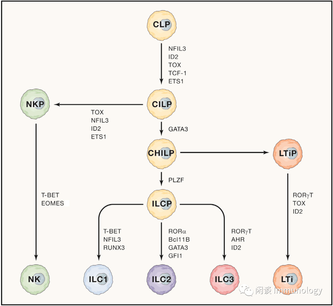 先天淋巴细胞（ILCs）| 免疫学专题-搜狐大视野-搜狐新闻