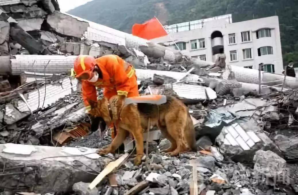 汶川地震搜救犬沈虎雕像落成，训导员泣不成声