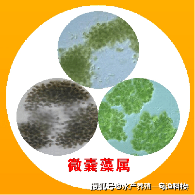 颤藻目:螺旋藻,颤藻,鞘丝藻,席藻属.