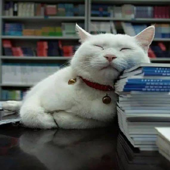 原创猫咪不同的睡觉方式,代表了什么含义,你真的知道吗?