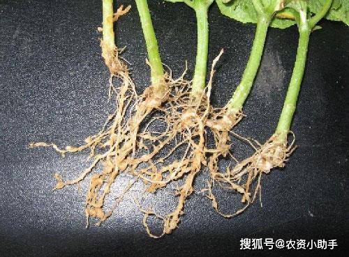 原创治疗根结线虫用啥药,大棚根结线虫病防治技术线翘翘,根结线虫咋