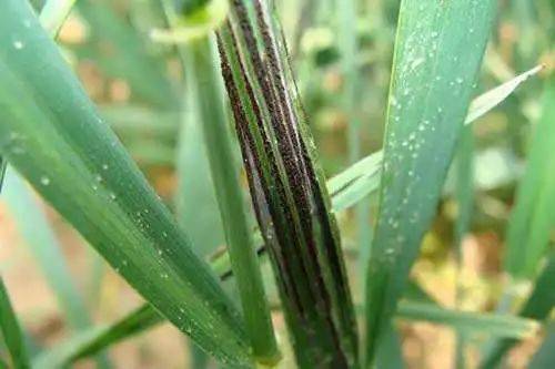 小麦秆黑粉病,俗称乌麦,黑枪,黑疸,锁口疸,在欧美也曾被称为黑锈病.