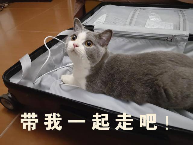 旅游收拾行李的时候……喜欢铲屎官的猫咪早就躺在行李箱里面求带走了