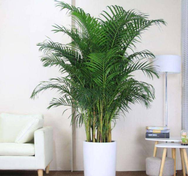 客厅最旺的植物有哪些 fd0fcabcd1bb4f01a41ea6791564c9fa.jpeg