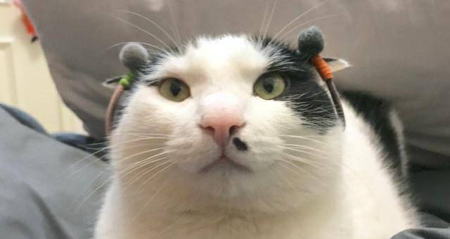 为什么有人喜欢撸猫 6cc555b5c4bc4c23b969061f047aaa18.jpeg