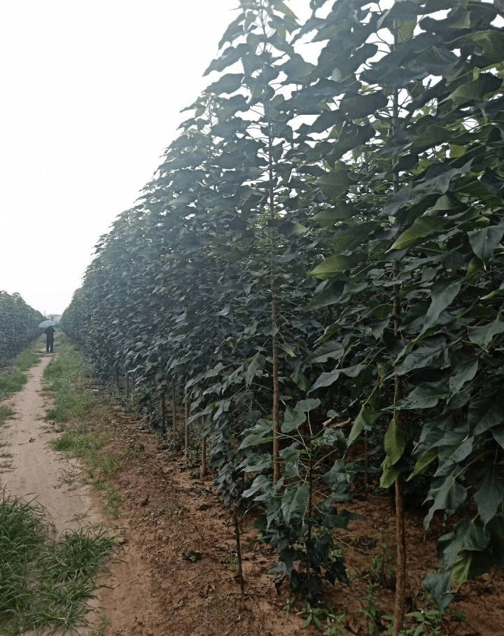 盛霖苗木:中国"木王"---楸树
