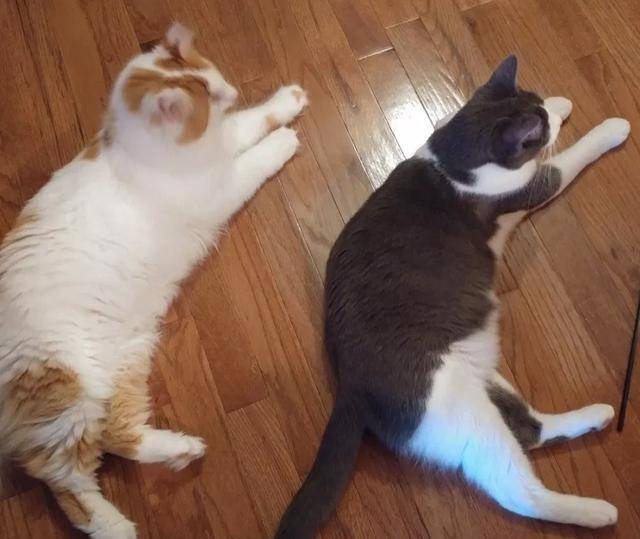 梦中双猫噬身、义犬相救——一场关于内在冲突与救赎的潜意识寓言 梦中双猫噬身、义犬相救——一场关于内在冲突与救赎的潜意识寓言