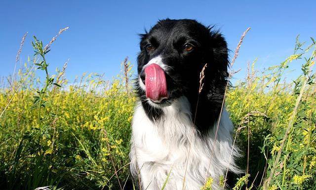 狗为啥吃塑料袋 44e23423e35b4c9a929cc8da9bc15032.jpeg