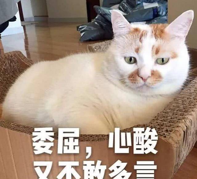 7225aaad9f544fcba838dd2eabcf05d0.jpeg
