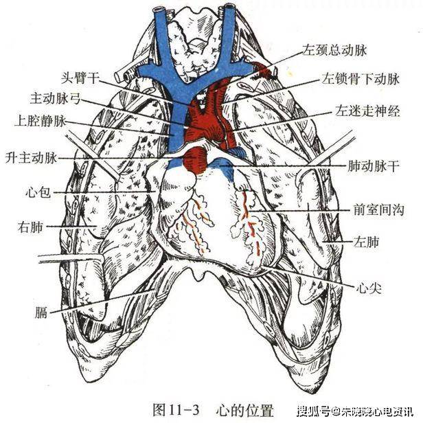 心尖钝圆,朝向左前下方,与胸前壁相近.