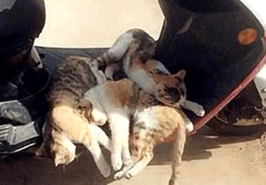 怎么看小猫有没有被骑 c8ae15dc6633470fa0e886ea32703afb.jpeg