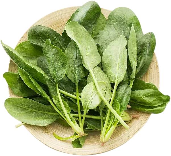 菠菜是什么季节产的 1cb4e3669184427793fa0df6f444554f.jpeg