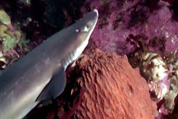 美国水族馆疑案告破:不可一世的鲨鱼遇到它马上瘫痪,几乎被团灭