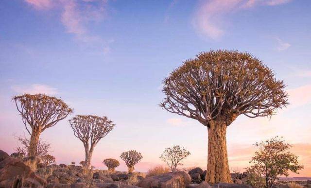 树是怎么进化的 7b1f381f5b7e4101aa180437a6965153.jpeg