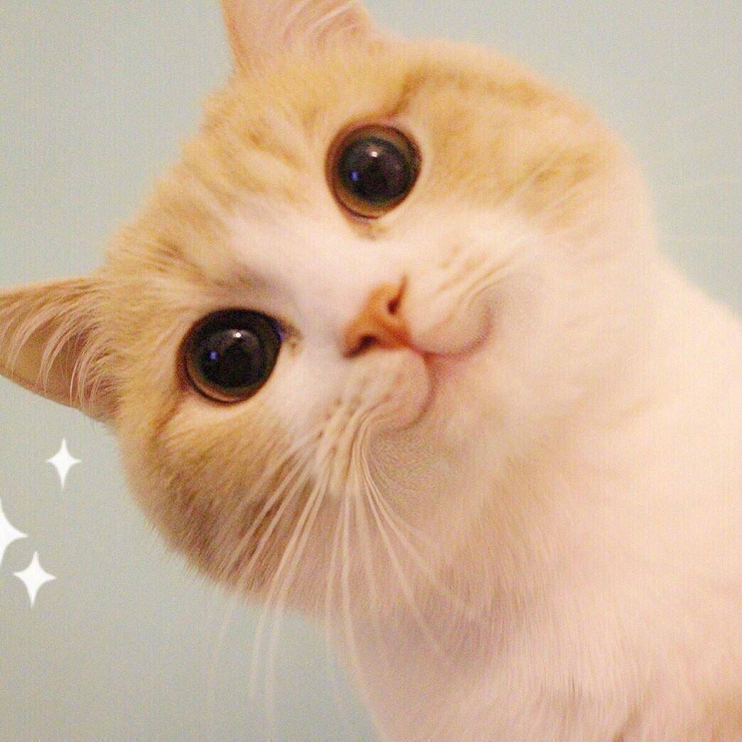 OMG，小猫咪这么可爱，当然是撸它，可你真的了解猫咪吗？_手机搜狐网
