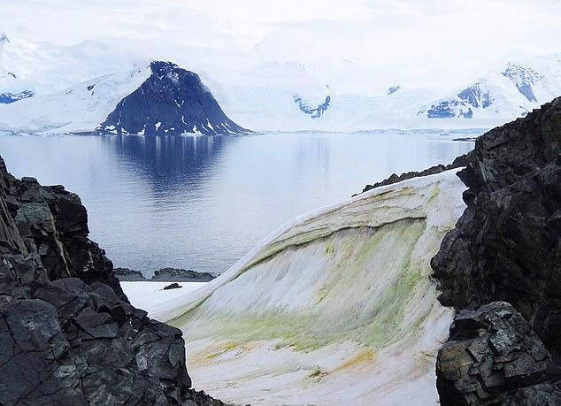 南极洲绿雪 原本一片雪白的南极洲上出现了连成片的绿色