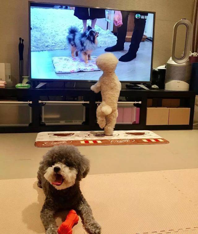 狗为啥会看电视 95c37bc677574d34bb004c25129fd222.jpeg