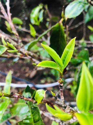 首个国jbo平台际茶日 何不品一杯茗茶(图2)