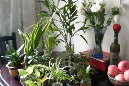 绿萝对睡眠有影响吗 f3958c18f88d4f5d881bda4c69dcac64.jpeg