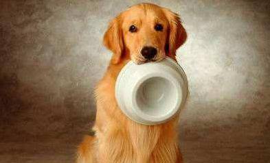 怎样选狗才选到好狗 29515cf993b4430e8cae33977cbe723f.jpeg