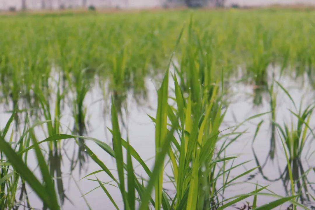 水稻的一生丨小满之后,我们的秧苗拔节啦!