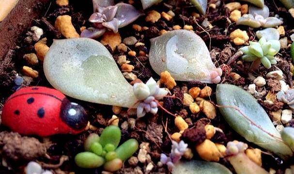 多肉叶插要不要插土里 4b319798d13844b483f5842f7a91ed63.jpeg