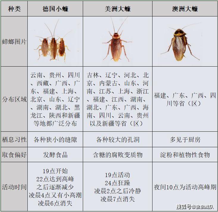 蟑螂出现的原因以及怎么消灭蟑螂有效