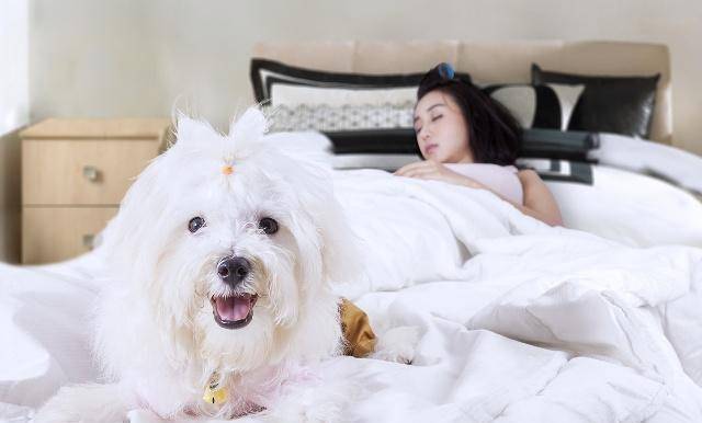 狗为啥喜欢睡主人卧室门口 faad21acba5745f9bc5e473f9a9f5cfd.jpeg