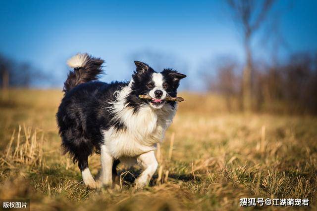 果然养只边境牧羊犬 是一件很轻松的事 边牧