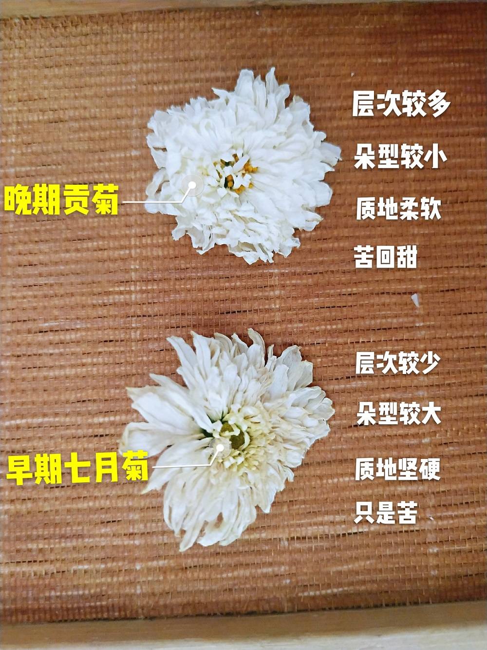 杭白菊|真正好的杭白菊在国内市场流通，优质的桐乡胎菊厂家货源批发价格行情