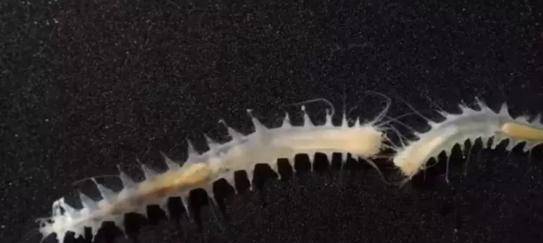 鲸鱼的声音有多高 13b154b36ab84ab8946966d564b2fee6.jpeg