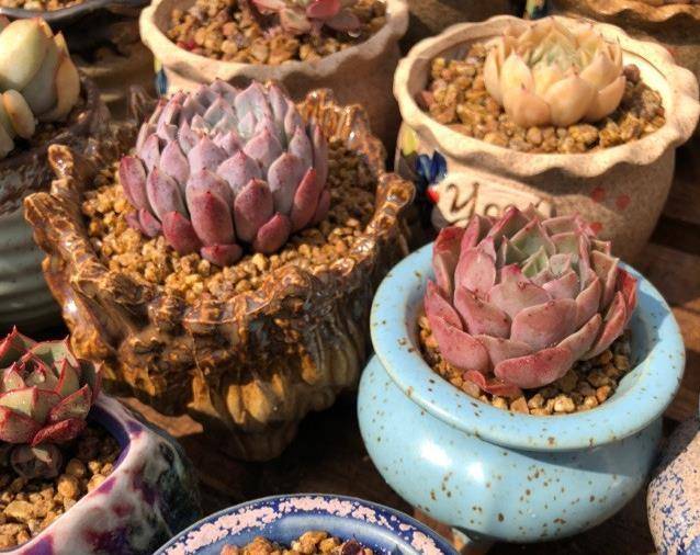 多肉种植技巧沙子 33e152c05a4748c8a8d54fdf4869a50d.jpeg