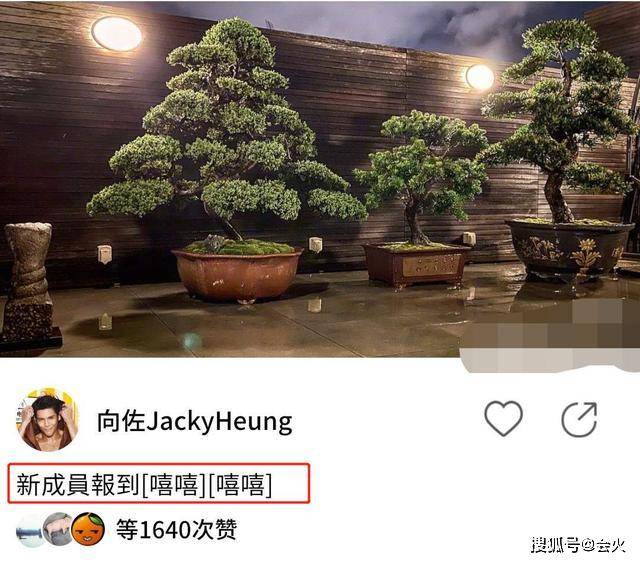 35岁向佐称新成员报到，两大一小松树放在院中，