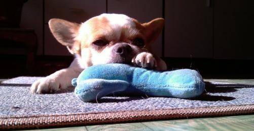 怎么看小狗好坏 e195f750bbec49d59b3a4ed60c661a23.jpeg