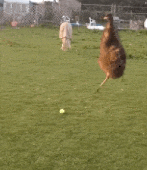 搞笑gif开心一刻:这么小就知道看美女