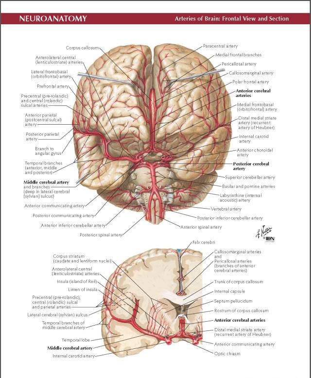 netter脑血管解剖精美原版高清彩色大图二