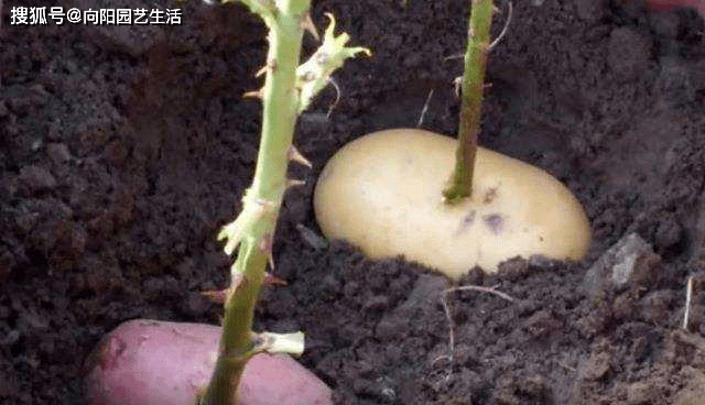 怎么用土豆扦插月季