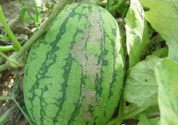 茄子受蓟马危害 蓟马除了直接危害对作物造成危害外,还会传播病毒