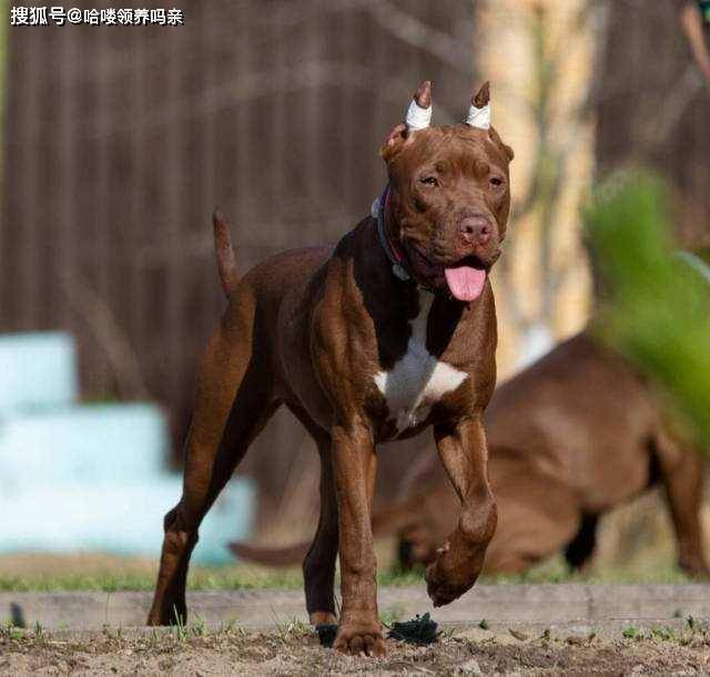 被称为人造恶魔的比特犬,为战斗而培育,却毁于人们的成见