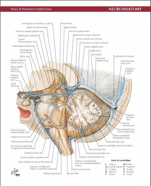 脑部深静脉