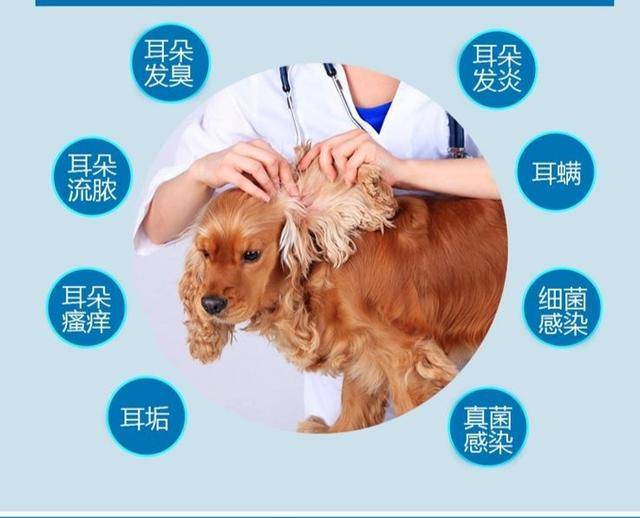 假如有一只宠物感染了耳螨,另一只即使没有发病也一定要打螨虫针预防
