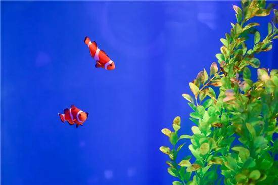 梦境中的奇遇，与大红鲤鱼的邂逅与启示