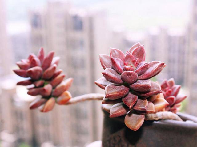 多肉怎么养成老桩悬崖桩 ac4b8886660d4d098066c71f86017e6d.jpeg